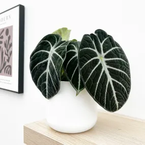 20 - 35cm Alocasia Ninja 12cm Pot House Plant