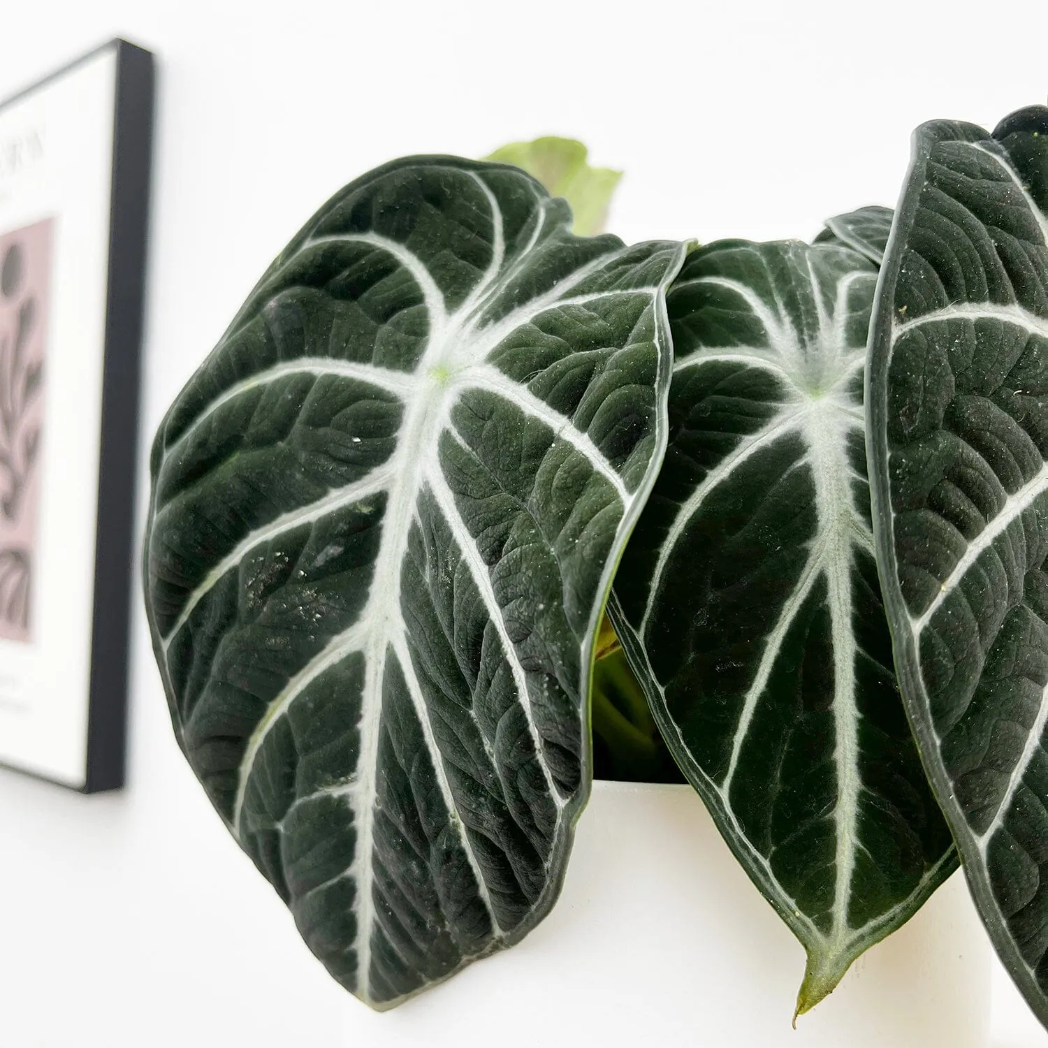 20 - 35cm Alocasia Ninja 12cm Pot House Plant