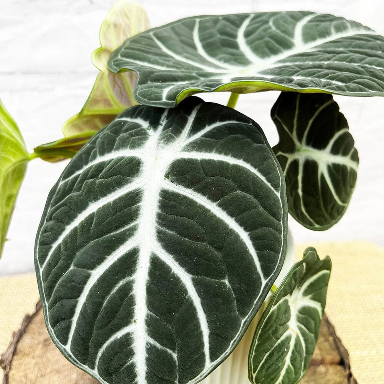 20 - 35cm Alocasia Ninja 12cm Pot House Plant