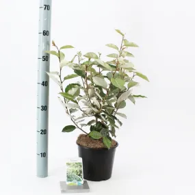 5x Elaeagnus ebbingei 19cm Pot 50cm Shrub Plant