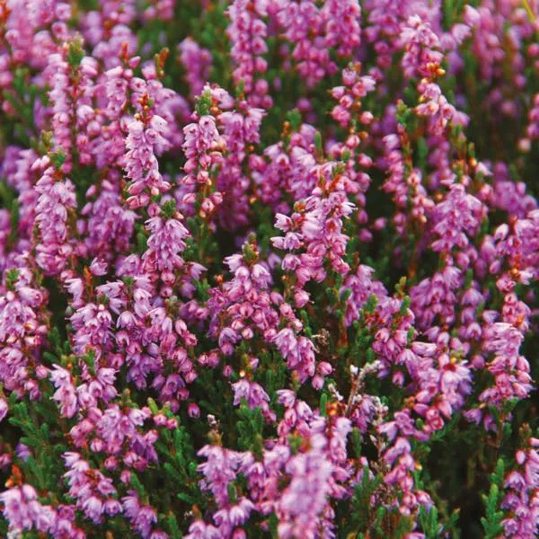 Heather & Wild Berries Miniature