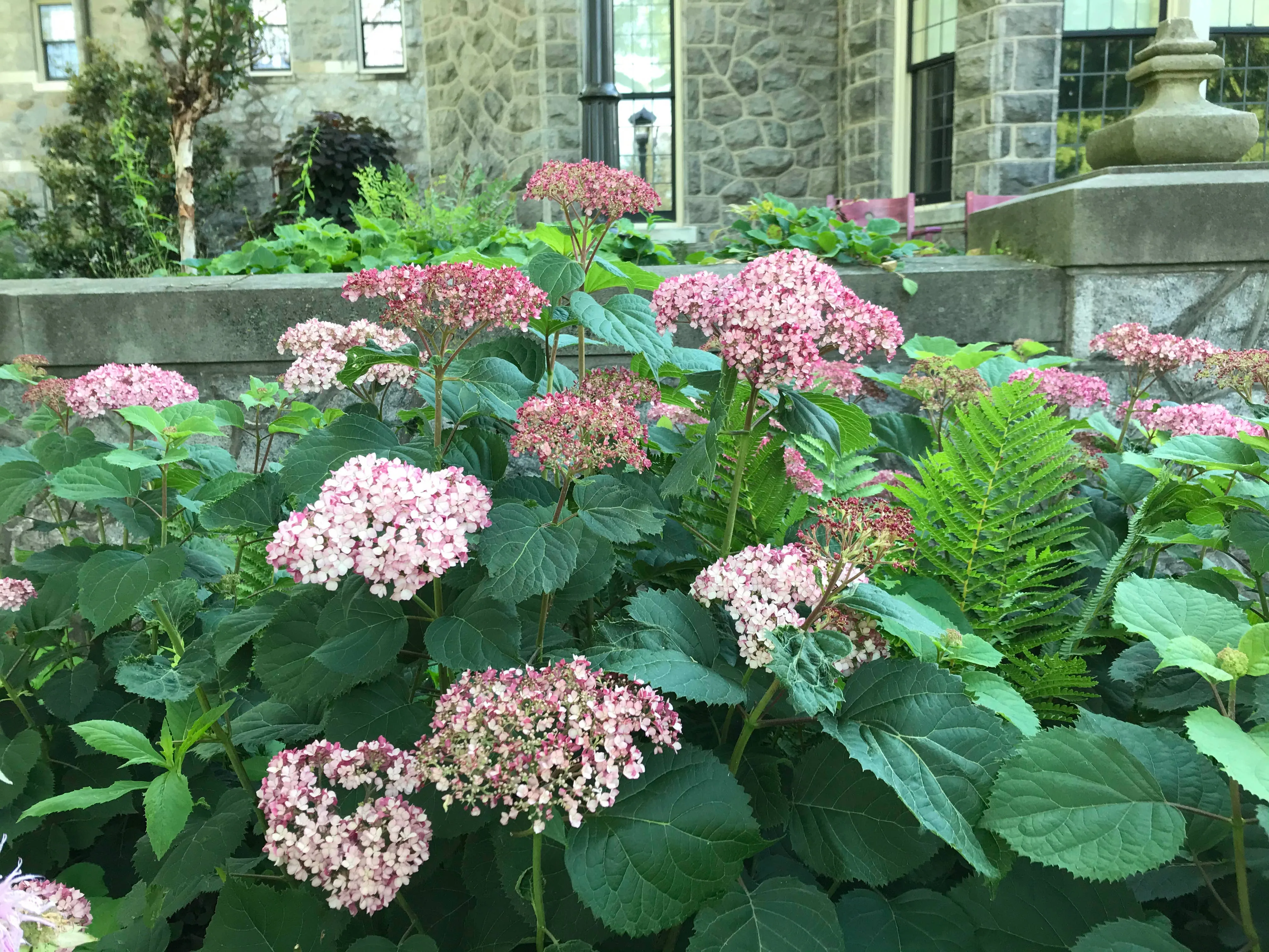 Pink Smooth Hydrangea - Hydrangea arborescens 'NCHA3' Invincibelle® Ruby