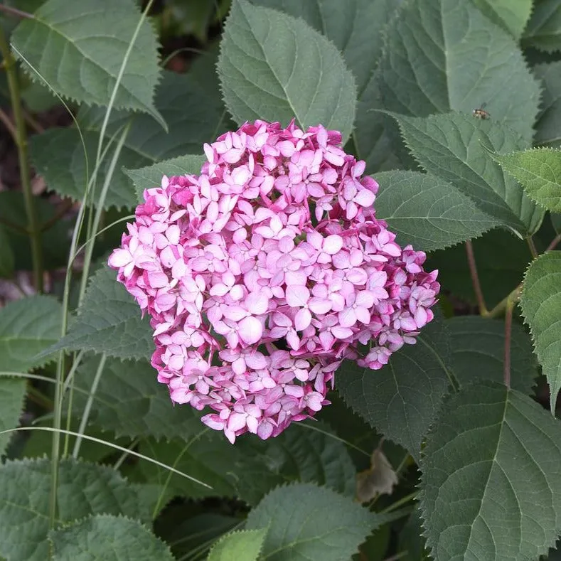 Pink Smooth Hydrangea - Hydrangea arborescens 'NCHA3' Invincibelle® Ruby