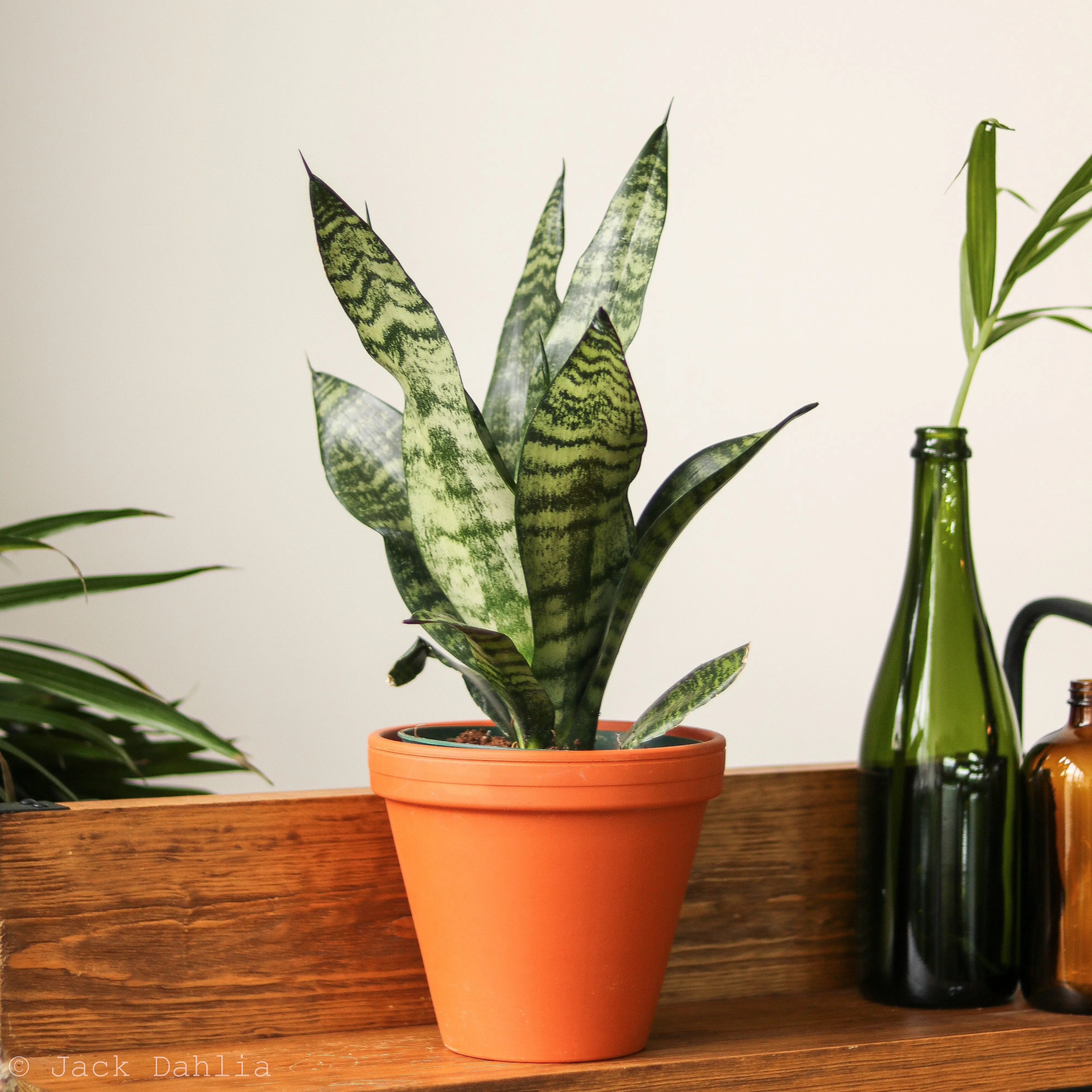 Sansevieria Trifasciata ‘Black Coral Snake Plant' - Various Sizes