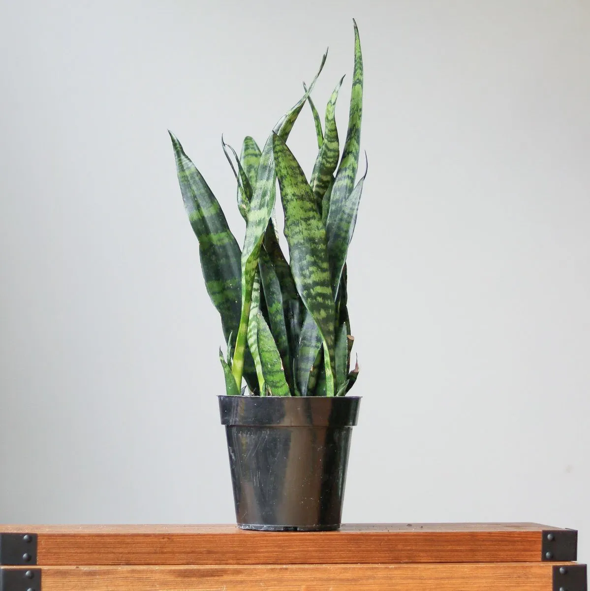 Sansevieria Trifasciata ‘Black Coral Snake Plant' - Various Sizes